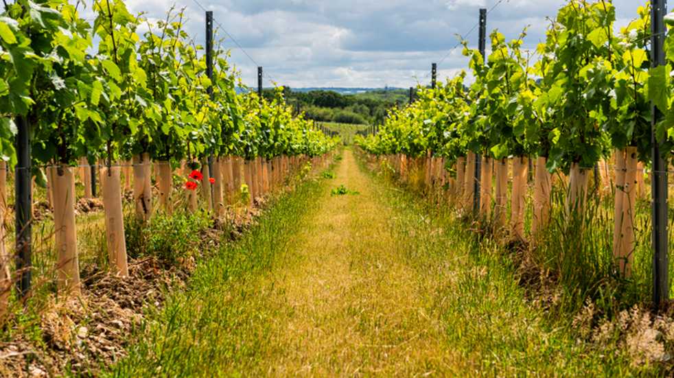Path through vineyard